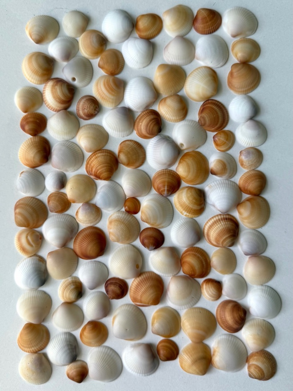 Seashells 100 Bittersweet Clam Shells Small 1/2” to 7/8” Beach Arts Crafts Decor